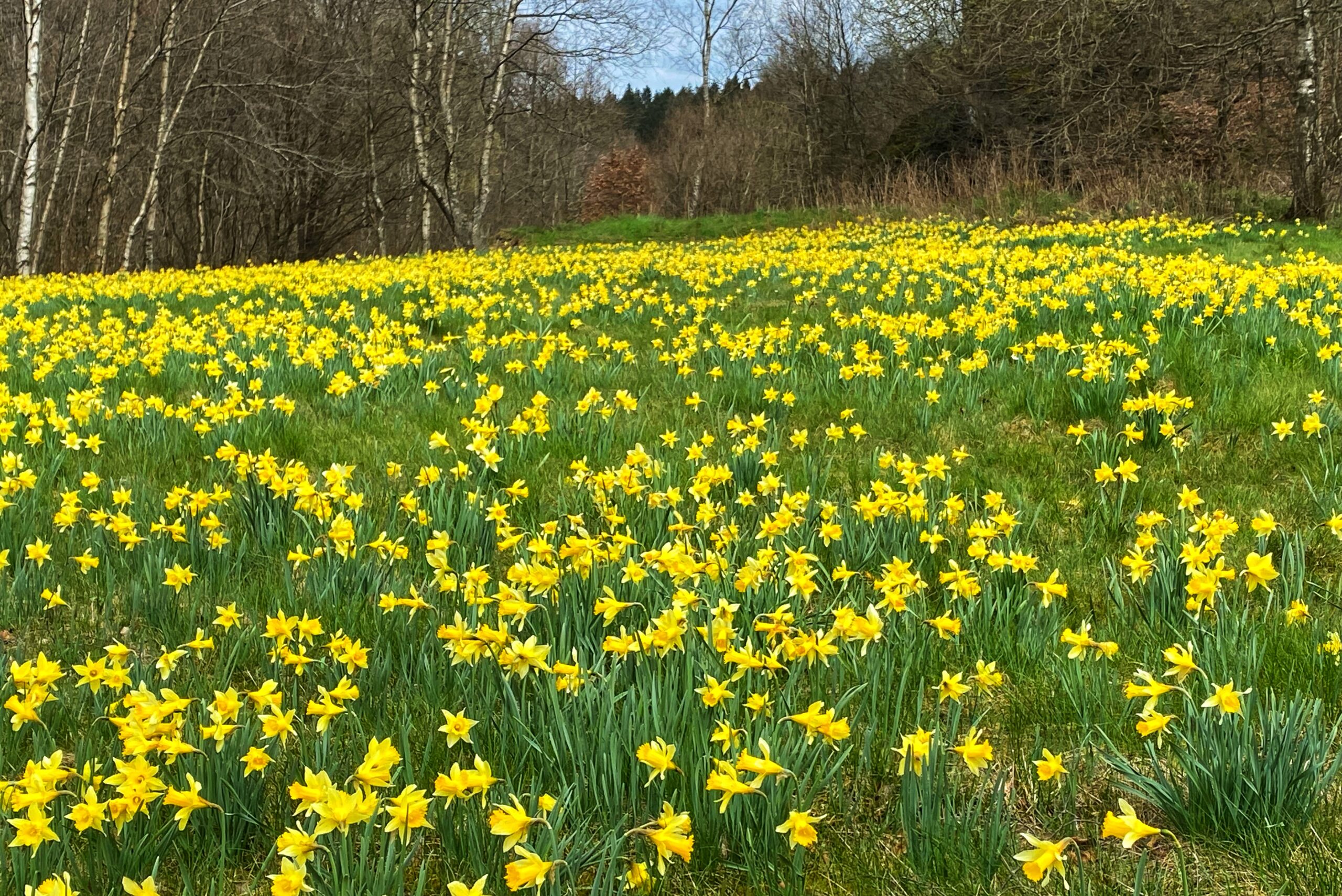 Narzissenwiese in Monschau-Höfen - Ferienwohnung Buchenzauber