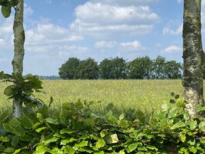 Weitblick über Wiese in Monschau-Rohren