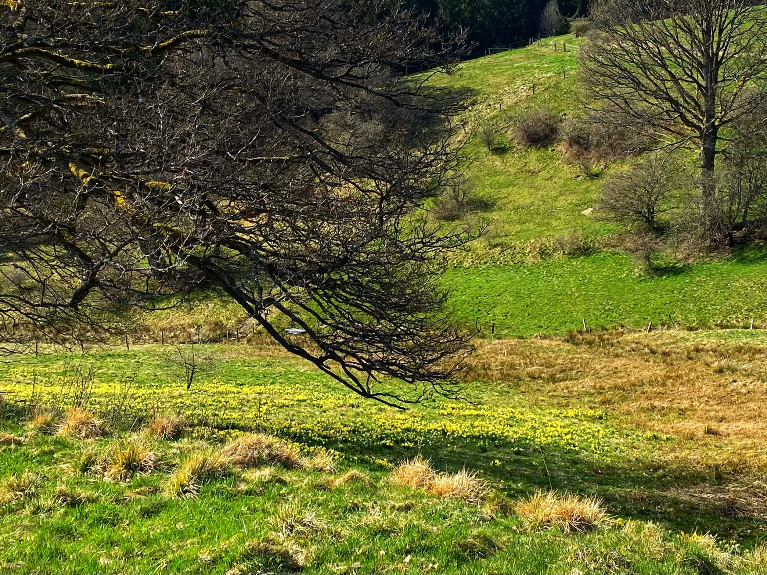 Narzissenwiese im
Wald in Höfen