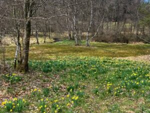 Wanderung zu den Narzissen im Fuhrtsbachtal in Höfen