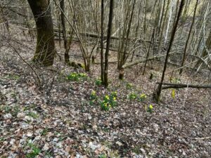 Die ersten Narzissen im Frühjahr