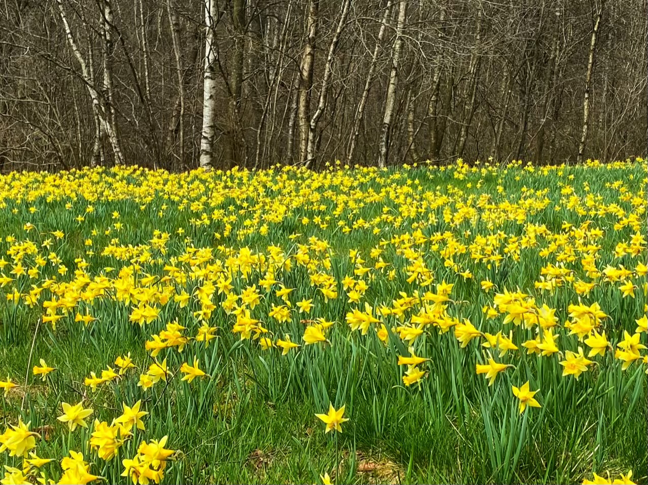 Narzissenwiese in Monschau-Höfen